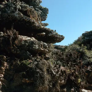 Rock Walls, Lower Willow Canyon, San Miguel Island