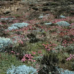 Eriogonum grande var. rubescens, Malacothrix indecora habitat, North of mouth of Willows Canyon, San Miguel Island