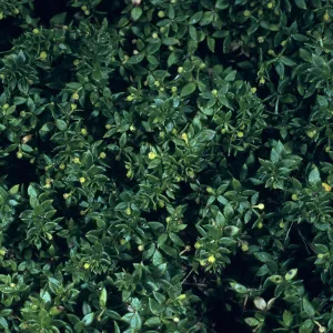 Galium californicum ssp. miguelense, Trail to Harris Point, San Miguel Island
