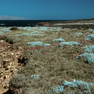Malacothrix indecora habitat, Flats just north of mouth of Willows Canyon, San Miguel Island