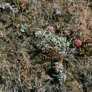 Malacothrix indecora habitat, Just north of mouth of Willows Canyon, San Miguel Island