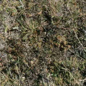 Malacothrix indecora habitat, Just north of mouth of Willows Canyon, San Miguel Island