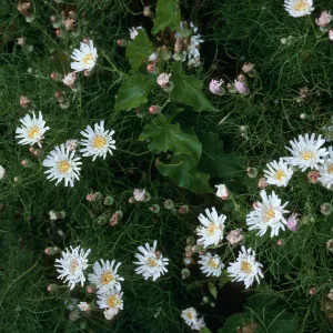 Malacothrix saxatilis var. implicata, Trail to Harris Point, San Miguel Island