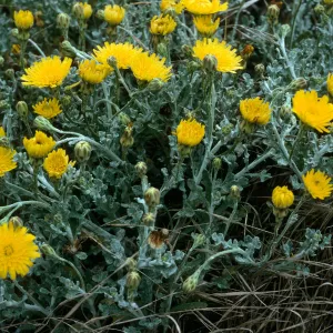 Malacothrix incana, Trail to Harris Point, San Miguel Island