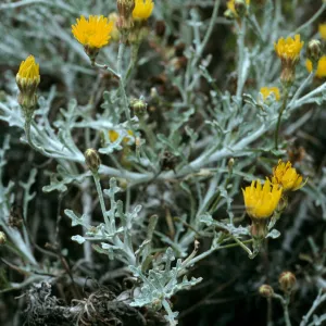 Malacothrix incana, Trail to Harris Point, San Miguel Island