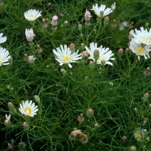 Malacothrix saxatilis var. implicata, Trail to Harris Point, San Miguel Island