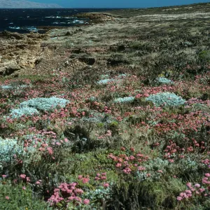 Malacothrix indecora habitat, Just north of mouth of Willows Canyon, San Miguel Island