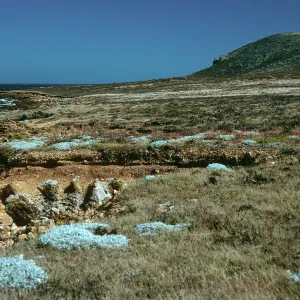 Malacothrix indecora habitat, Just north of mouth of Willows Canyon, San Miguel Island