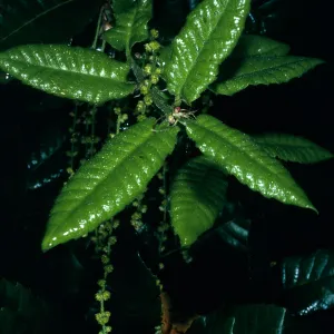 Quercus tomentella, SBBG