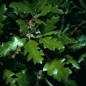 Quercus dumosa var. kinselae, SBBG