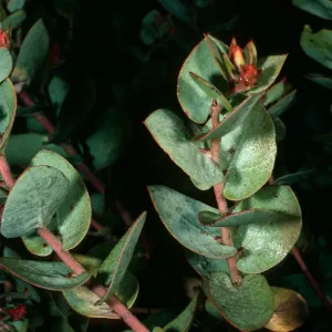 Arctostaphylos luciana, East Cuesta Road