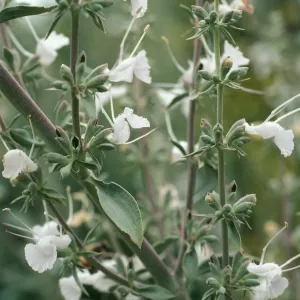 Salvia apiana (White Sage), San Roque Canyon, Santa Barbara