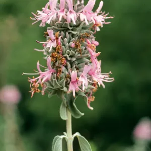 Salvia leucophylla (Purple Sage), San Roque Canyon, Santa Barbara