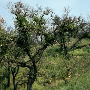 Quercus agrifolia (Coastal Live Oak) - leafing out after burn, Charmlee Wilderness Park