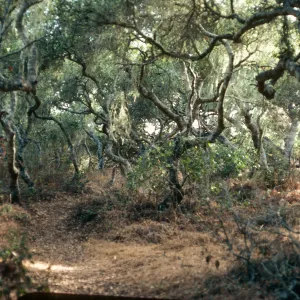 Los Osos Oaks Reserve, Los Osos