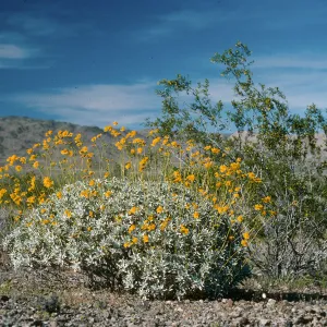 Encelia farinosa, Box Canyon Road