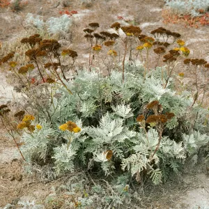 Eriophyllum nevinii, Northwest Harbor, South Clemente Island
