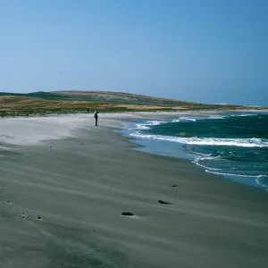 Beach, North of Δ oar, East end, Santa Rosa Island