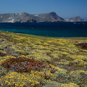 Malacothrix incana, Just west of Hoffmann Point, San Miguel Island