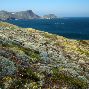 Malacothrix incana, Just west of Hoffmann Point, San Miguel Island