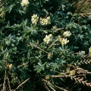 Lupinus (Lupine),, Christy Beach, Santa Cruz Island