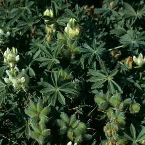 Lupinus, Christy Beach, Santa Cruz Island
