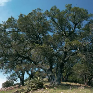 Quercus, Near Peak 1848, Santa Cruz Island