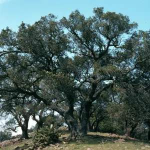 Quercus, Near Peak 1848, Santa Cruz Island