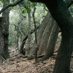 Quercus agrifolia (Coastal Live Oak), West fork of un-named 3-fork canyon East of Cueva Valdez, Santa Cruz Island