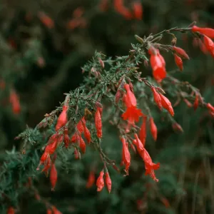 Zauschneria cana, South Ridge Road above Laguna Canyon, Santa Cruz Island