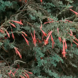 Zauschneria cana, South Ridge Road above Laguna Canyon, Santa Cruz Island