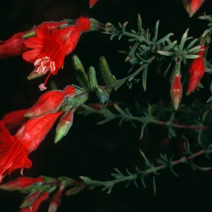 Zauschneria cana, South Ridge Road above Laguna Canyon, Santa Cruz Island