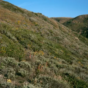 Eriophyllum confertiflorum, Slopes near Christy Ranch, Santa Cruz Island