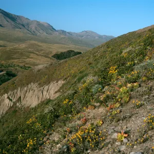 Eriophyllum confertiflorum, Slopes near Christy Ranch, Santa Cruz Island
