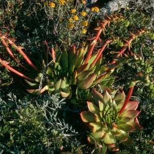 Dudleya candelabrum, Slopes near Christy Ranch, Santa Cruz Island