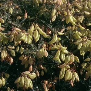 Astragalus trichopodus var. lonchus, Near Christy Ranch, Santa Cruz Island