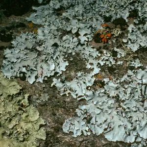 Lichens on Q. agrifolia limb, Canyon East of Lagunitas Secas, Santa Cruz Island