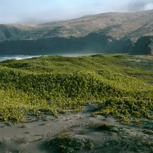 Abronia maritima, Christy Ranch, Santa Cruz Island