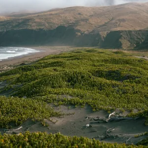 Abronia maritima, Christy Ranch, Santa Cruz Island