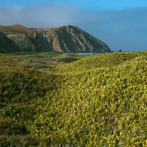 Abronia maritima, Christy Ranch, Santa Cruz Island