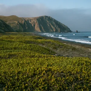 Abronia maritima, Christy Ranch, Santa Cruz Island