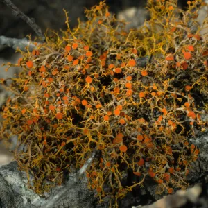 Lichen on Quercus pacifica 0.4 mile East of Navy Base, Santa Cruz Island