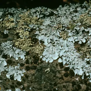 Lichens on Q. agrifloia limb, Canyon east of Lagunitas Secas, Santa Cruz Island