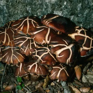 Fungus on Q. agrifolia, Cañada del Medio, Santa Cruz Island
