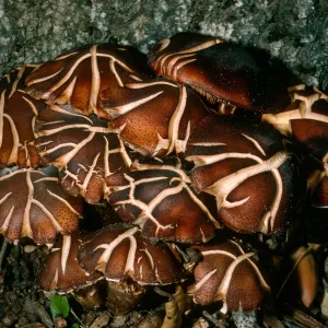 Fungus on Q. agrifolia, Cañada del Medio, Santa Cruz Island