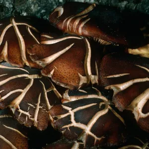 Fungus on Q. agrifolia, Cañada del Medio, Santa Cruz Island