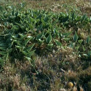 Cucurbita foetidissima, Christy Beach, Santa Cruz Island