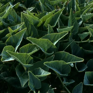 Cucurbita foetidissima, Christy Beach, Santa Cruz Island