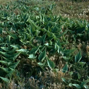 Cucurbita foetidissima, Christy Beach, Santa Cruz Island