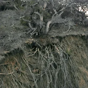 Oak roots, Willows Canyon, Santa Cruz Island